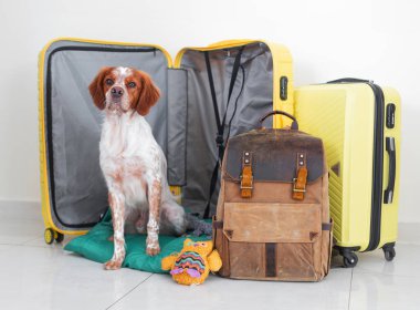 Köpek valizin içinde oturuyor. Bir köpekle seyahat etmek. Bir evcil hayvanla yaz tatili. Köpek taşınmak için eşyalarını topladı. Galce corgi ve spaniel.