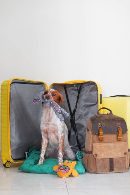 Köpek valizin içinde oturuyor. Bir köpekle seyahat etmek. Bir evcil hayvanla yaz tatili. Köpek taşınmak için eşyalarını topladı. Galce corgi ve spaniel.