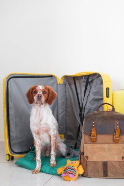 Köpek valizin içinde oturuyor. Bir köpekle seyahat etmek. Bir evcil hayvanla yaz tatili. Köpek taşınmak için eşyalarını topladı. Galce corgi ve spaniel.