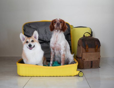 Köpek valizin içinde oturuyor. Bir köpekle seyahat etmek. Bir evcil hayvanla yaz tatili. Köpek taşınmak için eşyalarını topladı. Galce corgi ve spaniel.