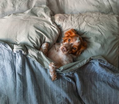 Köpek bir battaniyenin altında yatakta yatıyor. Sabah erken ya da akşam geç saatlerde. Uyku için bir göz maskesi. Tembel hayvan..