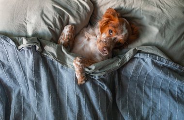 Köpek bir battaniyenin altında yatakta yatıyor. Sabah erken ya da akşam geç saatlerde. Uyku için bir göz maskesi. Tembel hayvan..