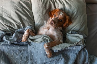 Kahverengi ve beyaz kürklü sevimli spanyel köpek gri battaniyenin altında rahat bir şekilde yatıyor, arkasında yeşil yastıklar, görünür pençeler, içeride dinlenen sakin ve rahat bir ev hayvanı portresi.
