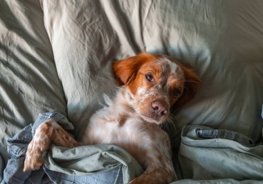 Köpek bir battaniyenin altında yatakta yatıyor. Sabah erken ya da akşam geç saatlerde. Uyku için bir göz maskesi. Tembel hayvan..