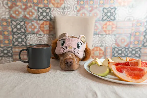 stock image A dog has breakfast at a human table. Morning coffee and fruit. Early rise to work. Insomnia. A cute dog. Funny dog photo.