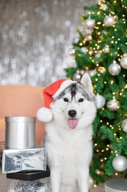 Şirin bir Sibirya Husky köpeği Noel ağacının yanında oturuyor, ayakta, yatıyor. Kartpostal Fotoğraf stüdyosu. Noel, hediye kutusu, mutlu Noeller Navidad, mutlu yıllar 2025, Çin yeni yılı, ay ışığı.. 