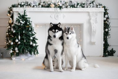 Yeni yıl arifesinde şöminenin yanında iki Sibiryalı kurt oturuyor. Bir çelenk yanıyor, bir tatil. Kartpostal Fotoğraf stüdyosu. Noel, hediye kutusu, mutlu Noeller Navidad, mutlu yıllar 2025, Chines. 