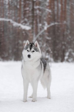 Kış kar ormanlarında tüylü Sibirya kurdu. Safkan, güzel bir köpek karın üzerinde duruyor. Cins 'in dış görünüşü. Kış dönemi. Mükemmel köpek. Kartpostal.