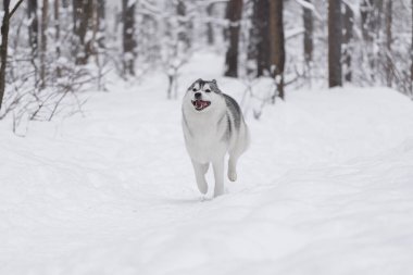 Kış kar ormanlarında tüylü Sibirya kurdu. Köpek kar yığınlarında koşar. Neşeli bir evcil hayvan. Komik köpek dilini dışarı çıkardı. Kış arkaplanı.