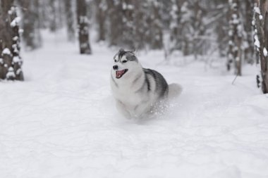 Kış kar ormanlarında tüylü Sibirya kurdu. Köpek kar yığınlarında koşar. Neşeli bir evcil hayvan. Komik köpek dilini dışarı çıkardı. Kış arkaplanı.