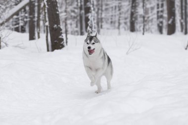 Kış kar ormanlarında tüylü Sibirya kurdu. Köpek kar yığınlarında koşar. Neşeli bir evcil hayvan. Komik köpek dilini dışarı çıkardı. Kış arkaplanı.