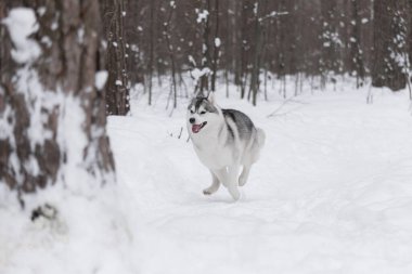 Kış kar ormanlarında tüylü Sibirya kurdu. Köpek kar yığınlarında koşar. Neşeli bir evcil hayvan. Komik köpek dilini dışarı çıkardı. Kış arkaplanı.