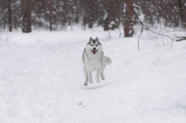 Kış kar ormanlarında tüylü Sibirya kurdu. Köpek kar yığınlarında koşar. Neşeli bir evcil hayvan. Komik köpek dilini dışarı çıkardı. Kış arkaplanı.