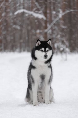 Kış kar ormanlarında tüylü Sibirya kurdu. Safkan, güzel bir köpek karın üzerinde duruyor. Cins 'in dış görünüşü. Kış dönemi. Mükemmel köpek. Kartpostal.