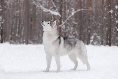 Kış kar ormanlarında tüylü Sibirya kurdu. Safkan, güzel bir köpek karın üzerinde duruyor. Cins 'in dış görünüşü. Kış dönemi. Mükemmel köpek. Kartpostal.