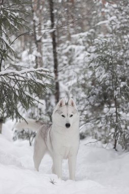Kış kar ormanlarında tüylü Sibirya kurdu. Safkan, güzel bir köpek karın üzerinde duruyor. Cins 'in dış görünüşü. Kış dönemi. Mükemmel köpek. Kartpostal.
