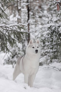 Kış kar ormanlarında tüylü Sibirya kurdu. Safkan, güzel bir köpek karın üzerinde duruyor. Cins 'in dış görünüşü. Kış dönemi. Mükemmel köpek. Kartpostal.