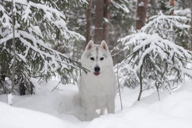 Kış kar ormanlarında tüylü Sibirya kurdu. Safkan, güzel bir köpek karın üzerinde duruyor. Cins 'in dış görünüşü. Kış dönemi. Mükemmel köpek. Kartpostal.