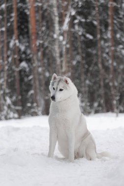 Kış kar ormanlarında tüylü Sibirya kurdu. Safkan, güzel bir köpek karın üzerinde duruyor. Cins 'in dış görünüşü. Kış dönemi. Mükemmel köpek. Kartpostal.