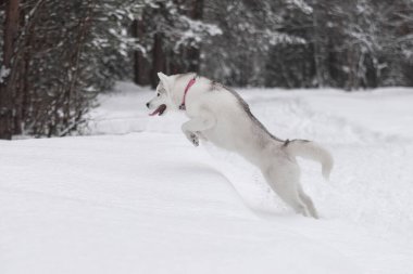 Kış kar ormanlarında tüylü Sibirya kurdu. Komik bir köpek kar yığınına atlar. Husky avı. Kar eğlencesi. kış arkaplanı