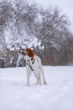 Kış ormanında bir köpek. Hayvan karları ağzıyla yakalar. Neşeli bir köpek ağzını sallıyor. Eğlenceli zıplama oyunları