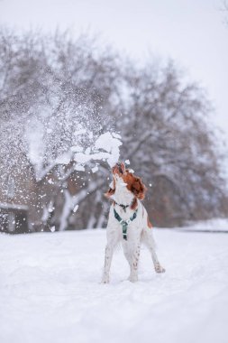 Kış ormanında bir köpek. Hayvan karları ağzıyla yakalar. Neşeli bir köpek ağzını sallıyor. Eğlenceli zıplama oyunları