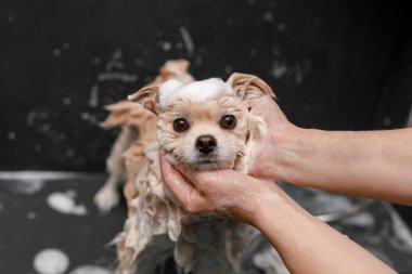 Kadın elleri küçük tüylü bir köpeği yıkıyor. Spitz tımar ediyor. Su ve sabun içinde beyaz bir köpek, kendini sallıyor ve gülümsüyor. Profesyonel hayvan bakımı.
