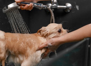 Kadın elleri küçük tüylü bir köpeği yıkıyor. Spitz tımar ediyor. Su ve sabun içinde beyaz bir köpek, kendini sallıyor ve gülümsüyor. Profesyonel hayvan bakımı.