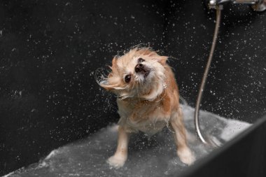 Kadın elleri küçük tüylü bir köpeği yıkıyor. Spitz tımar ediyor. Su ve sabun içinde beyaz bir köpek, kendini sallıyor ve gülümsüyor. Profesyonel hayvan bakımı. Köpek kendini sallar, tüyleri uçar.