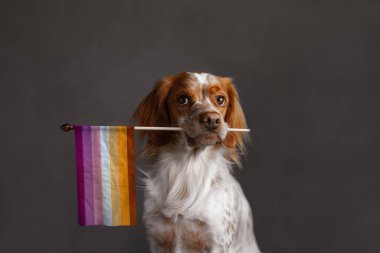 Zencefilli köpeğin lezbiyen gurur bayrağını ağzında tutmasının stüdyo portresi. Turuncu ve pembe tonlu bayrak. Grafik kaplaması ya da yerine koyma için düzenlenebilir tahta çubuk.