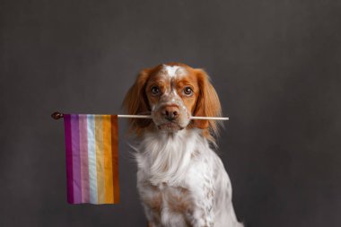 Zencefilli köpeğin lezbiyen gurur bayrağını ağzında tutmasının stüdyo portresi. Turuncu ve pembe tonlu bayrak. Grafik kaplaması ya da yerine koyma için düzenlenebilir tahta çubuk.