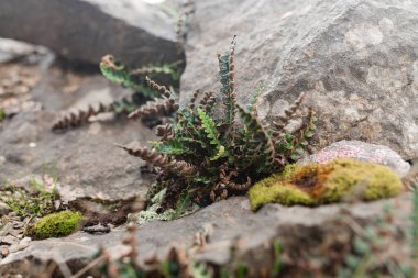 Kıvrımlı kahverengi kenarları ve yeşil yaprakları olan eğreltiotu gri kayalar arasında, yosun ve liken eşliğinde yarık açar. Sert alp bitkisi sert koşullara uyum sağlar..