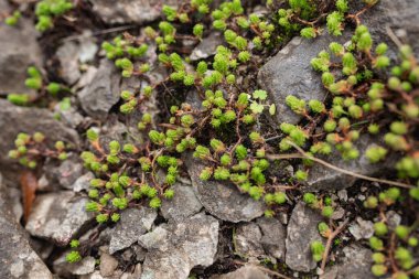 Kümelenmiş uçları olan küçük yeşil bitkiler kaba gri taşlardaki çatlaklardan çıkar. Engebeli dağ zeminindeki erken büyüme alp bitkisinin dayanıklılığını ortaya koyuyor.