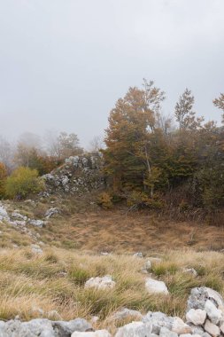 Ağaçlar, gri kayalar ve sonbahar çimenlikleri olan sisli bir dağ. Pürüzlü kayalar ve çimenli yamaçlar sisli vadiye çıkıyor. Sisin içinden sonbahar renkleri görünüyor.