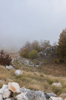 Dağ ormanları parlak sonbahar ağaçları ve sis içinde dağılmış kaya oluşumları ile kenarı. Altın ve yeşil ağaçlar kayalık dağ arazilerini aydınlatır. Sisli atmosfer uzak ormanların dokunulmamış güzelliğini ve mevsimsel zenginliğini vurgular..