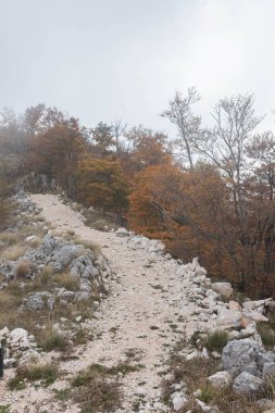 Yoğun ağaç çizgisi ve kayalık açık arazisi olan sisli sonbahar manzarası. Sarı otlarla kaplı tepe kenarı gölgeli kayalık orman bölgesine çıkıyor. Sonbahar renkleri ve sis izole edilmiş, dramatik dağ hissini arttırır.