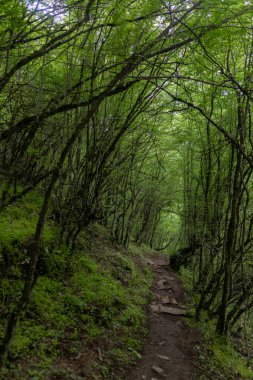Zengin yapraklar ve kemerli ağaç dalları ile dikey orman yolu görüntüsü. Dik yamaçlı orman yürüyüş yolu boyunca canlı yeşil yapraklar ve birbirine dolanmış dallarla çevrili, aşağıdan yakalanan sakin doğal geçit.