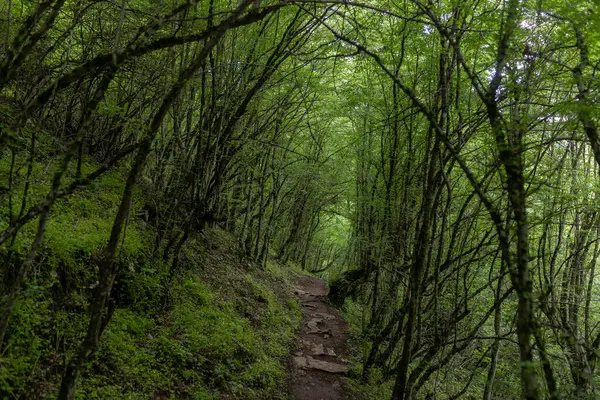 Eğri ağaçlar ve yemyeşil yaz bitkileriyle çevrili orman yürüyüş yolu. Sarmal patikalı yoğun yeşil orman koridoru, doğal tünel oluşturan kemerli ağaç dalları, yürüyüş ve seyahat illüstrasyonu için ideal bereketli manzara.