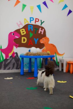 Kedi renkli dinozor temalı doğum günü duvarına doğru yürüyor. Mutlu yıllar mektupları, kağıt kesikleri, şenlikli kiraz kuşları, saman yuvası ön planı..