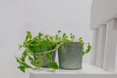 Beyaz ahşap sandalyeye yerleştirilmiş, yemyeşil fidelerle dolu iki çinko kap. İnce saplı taze yeşil filizler ve kırsal metal kaplar içinde, minimal beyaz koltukta, stüdyo arka planında oturan yapraklar.
