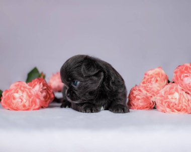 Profil görüntüsü açık siyah köpek yavrusu yumuşak beyaz yüzeyde uzanan pembe güllere bakıyor tarafsız gri stüdyo arkaplanına karşı