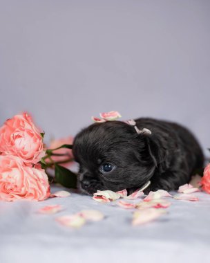Dağınık pembe gül yaprakları ve taze çiçeklerin arasında uzanan koyu mavi gözleri olan küçük siyah köpek yavrusunun yakın çekimi, yeni doğan nazik ayrıntıları yakalamak ve reklamcılık için lüks bir çiçek tasarımı.