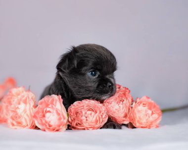 Kısa kürklü siyah köpek yavrusu, yumuşak beyaz kumaşlı pembe güllerin arasında dinleniyor. Renkli pastel renkler için hafif stüdyo ışıkları var.