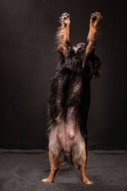 Siyah uzun saçlı Chihuahua 'nın tam vücut dikey pozu. Ön bacakları kalkık, göbek ve memeleri açık, dokulu arka plan, veterinerlik reklamları ve eğitim malzemeleri için ideal.