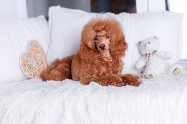 Kayısı renkli oyuncak kanişin yakın portresi tüylü başı tüylü, rahat beyaz bir battaniyenin üzerinde içi doldurulmuş ayının yanında sıcak bir ev fotoğrafı..