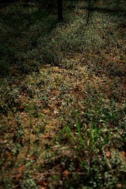 Orman zemini yoğun olarak yaban mersini çalıları, yosun ve kuru yapraklarla kaplıdır, sürdürülebilir tasarım temaları, çevre eğitimi, organik ürün pazarlaması için zengin doğal doku sunar..