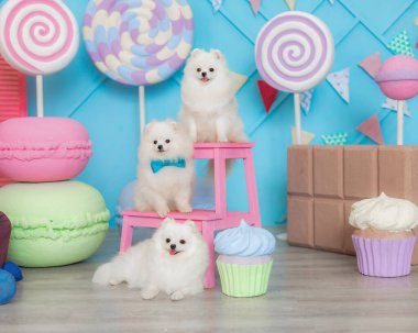 Üç beyaz Pomeranialı Spitz, pembe renkli tabure temalı sırt damlaları etrafında toplanmış papyonlar takıyor. Yumuşak beyaz köpekler mavi papyonlarla birlikte poz veriyorlar. Etrafı büyük pastel aksesuarlarla çevrili..