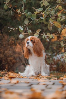 Spaniel, kafasının üzerinde kemer dalları ile düşen portakal yaprakları arasında tetikte oturur. Sonbahar yaprakları çerçeveli uzun oyuncak köpek, taş yolda sakince oturur ve simetrik beyaz alevler ve zengin kestane işaretleri gösterir..
