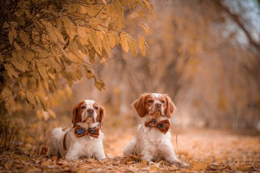 Altın orman yolunda sonbahar boyunca düşmüş yaprakların üzerinde uzanan iki İngiliz İspanyol. Sarı yaprakların altında düşmüş kahverengi ve beyaz kürklü iki gevşemiş İngiliz İspanyol papyon takıyor..