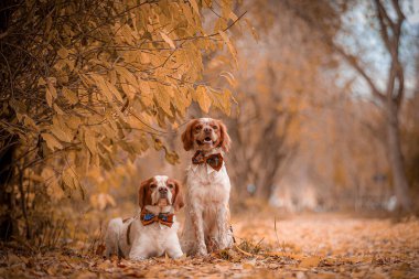 İki İngiliz İspanyol altın ormanda oturuyor, biri sonbahar yapraklarında yatıyor. İki Kahverengi ve Beyaz Britanyalı İspanyol orman yolunda sarı yaprakların altında yatıyor, biri uzanmış, diğeri papyonlar içinde dimdik oturuyor..